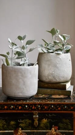 Kalanchoe Bracteata (Silver Teaspoons Plant) -Verdant Haven Sales Store 98bb8d b98fae4c226c4a9b855f0da66c377724 mv2