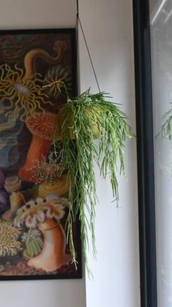 Hoya Linearis, Wax Plant -Verdant Haven Sales Store 98bb8d ba5d7420a5f34cf397017906a44a3e3d mv2