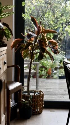 Ficus Pink Princess Tree -Verdant Haven Sales Store 98bb8d ba936b4fb92f4211983257f414a6b4c7 mv2