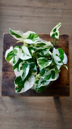 Scindapsus 'N'joy 6 Scindapsus 'N'joy -Verdant Haven Sales Store 98bb8d bb1b39cf048c405d8731f116c7bfe5b4 mv2