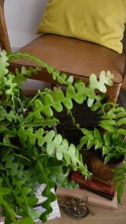 Extra Large Epiphyllum Anguliger (Fishbone Cactus, Ric Rac Cactus) -Verdant Haven Sales Store 98bb8d bbd92b2960864d8aa48cab84b0c6d446 mv2