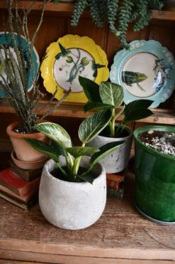 Philodendron Birkin - White Measure 7 Philodendron Birkin - White Measure -Verdant Haven Sales Store 98bb8d bc48cf8fd46a403b9af2586484419e31 mv2