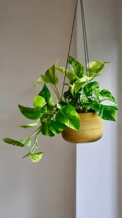 Scindapsus Marble Queen | Pothos | 30cm Hanging Pot Plant -Verdant Haven Sales Store 98bb8d bccaaa43c6d441dbb44a40f0e8d3828b mv2