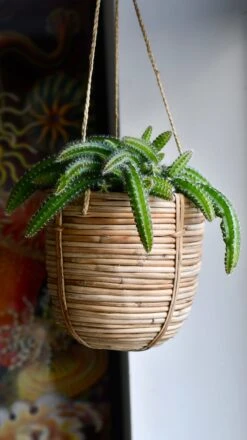 Selenicereus Validus -Verdant Haven Sales Store 98bb8d beafd53f8d11448d9f4c6f5db60becb5 mv2