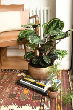 Calathea Veitchiana, Calathea Medallion, Prayer Plant -Verdant Haven Sales Store 98bb8d bf1fa2f56f564607bde8a773a383052d mv2 d 2848 4272 s 4 2