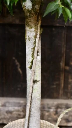 Ficus Benjamina (weeping Fig, Benjamin Fig Or Ficus Tree) -Verdant Haven Sales Store 98bb8d bf7aae56c1014d468154f35df472ba2b mv2