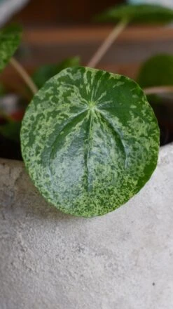 Pilea Mojito - Variegated Pilea Peperomioides *very Rare* -Verdant Haven Sales Store 98bb8d bfddbb17bd624e9499a0a54f16f41e8d mv2