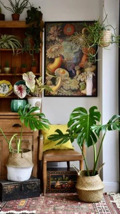 Medium Monstera Deliciosa (Elegant Stem Form) -Verdant Haven Sales Store 98bb8d c094eb5152e944ac97278dff2ed15b31 mv2