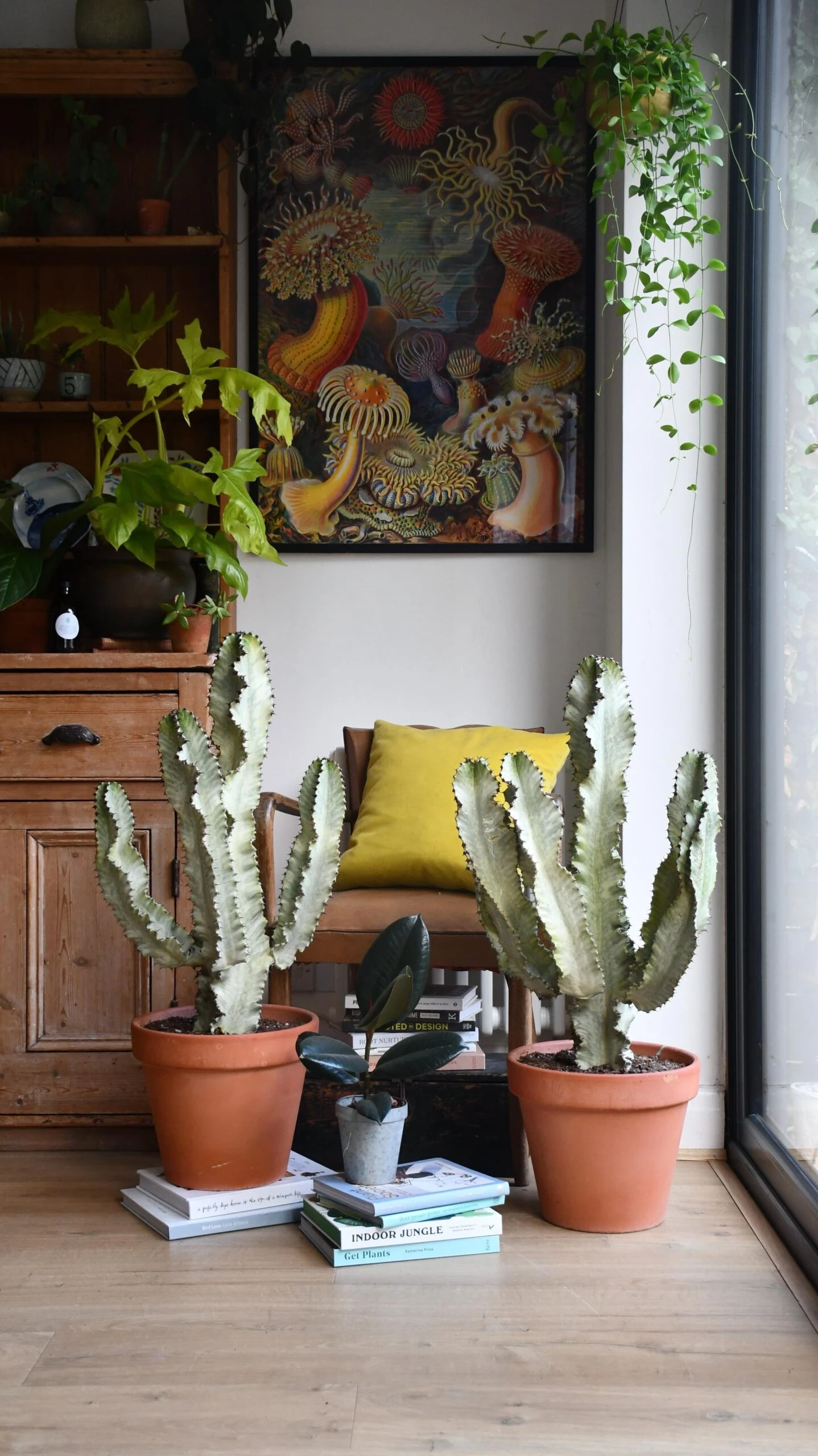 Euphorbia Eritrea Variegata (Ghost Cactus) 1 Euphorbia Eritrea Variegata (Ghost Cactus)