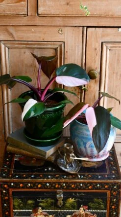Pink Princess Philodendron 9cm Pot -Verdant Haven Sales Store 98bb8d c16c21e4150c4790bac425676c224a19 mv2
