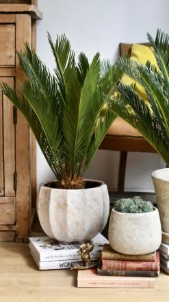 Cycas Revoluta - Sago Palm -Verdant Haven Sales Store 98bb8d c2368339c2f041bdbe4418a07b5988c9 mv2