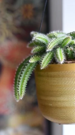 Selenicereus Validus -Verdant Haven Sales Store 98bb8d c25a2b0f799145c9aa9087829bc4b3c3 mv2