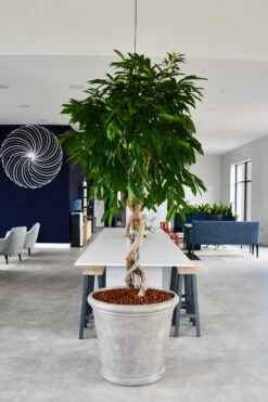 Ficus Amstel King 2.5m