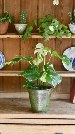 Variegated Monstera - Lots Of White Variegation 12cm X 40cm 16 Variegated Monstera - Lots Of White Variegation 12cm X 40cm -Verdant Haven Sales Store 98bb8d c40bc5cb5bbf4490b05f432599de695b mv2