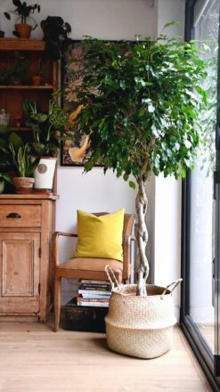 Weeping Fig Tree - Ficus Benjamina -Verdant Haven Sales Store 98bb8d c413d3a4f3d84389806fbe1f74143e78 mv2