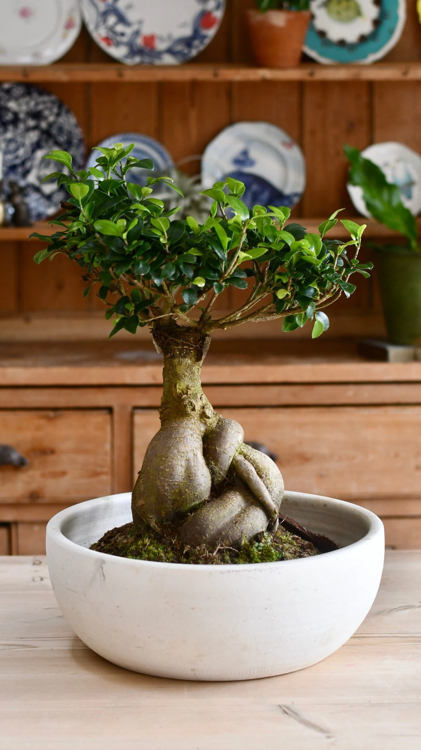 XL Ficus Retusa Or 'Ginseng'Bonsai Tree 3 XL Ficus Retusa Or 'Ginseng'Bonsai Tree - Image 3