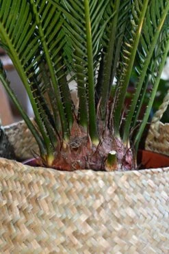 Cycas Revoluta - Sago Palm -Verdant Haven Sales Store 98bb8d c4624c27005349848afc7dc1020c1a61 mv2 d 2848 4272 s 4 2