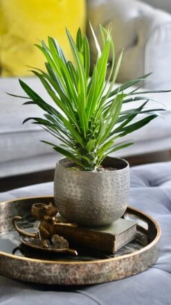 Pachypodium Lamerei | Madagascar Palm -Verdant Haven Sales Store 98bb8d c49948a6842841c09cd382a3201d3d94 mv2