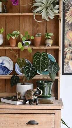 Anthurium Clarinervium (Giant Laceleaf Plant) 14 Anthurium Clarinervium (Giant Laceleaf Plant) -Verdant Haven Sales Store 98bb8d c4b7c167dc7b4beeb7a77b78480d8a03 mv2