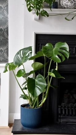Large Monstera Deliciosa - Swiss Cheese Plant & Vibes Pot 12 Large Monstera Deliciosa - Swiss Cheese Plant & Vibes Pot -Verdant Haven Sales Store 98bb8d c59d6831cd8540a8bb7fef9cae70a443 mv2