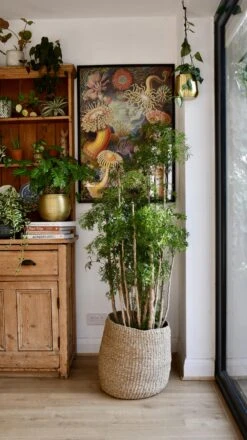 Polyscias Ming Or Aralia Ming -Verdant Haven Sales Store 98bb8d c5a2a3b1efd7495f8d3b70f92d1d25db mv2