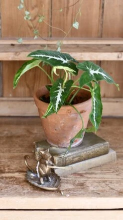 Syngonium Wendandii -Verdant Haven Sales Store 98bb8d c6bc0364f2334db78b0d56bdc4127919 mv2