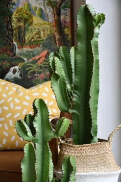 Euphorbia Ingens (Cowboy Cactus)