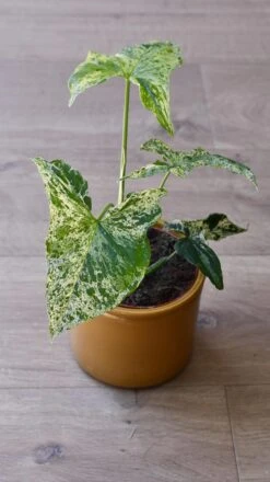 Syngonium Mottled | Mojito -Verdant Haven Sales Store 98bb8d c779fee02ea94f60a233cc5e93765ea5 mv2