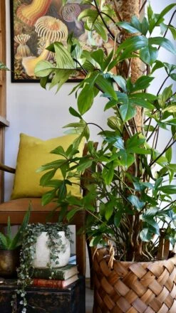 Philodendron Pedatum -Verdant Haven Sales Store 98bb8d c836a7111fc24024b4ce110a89780660 mv2