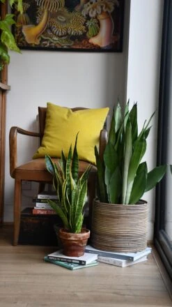 Sansevieria Trifasciata 'Moonshine' *Rare* -Verdant Haven Sales Store 98bb8d c85dc44735964d6bb4e8b5a52f996975 mv2