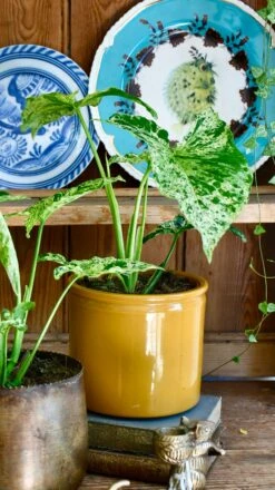 Syngonium Mottled | Mojito -Verdant Haven Sales Store 98bb8d c8f527fd89ce45708af2b4587f72af53 mv2