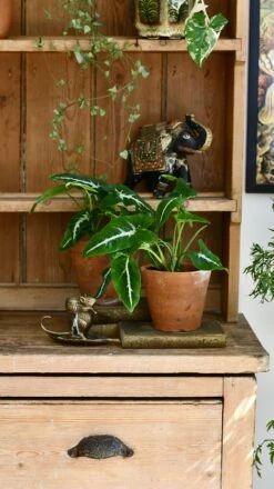 Syngonium Wendandii -Verdant Haven Sales Store 98bb8d ca32a5c950034fbca567853494f62525 mv2