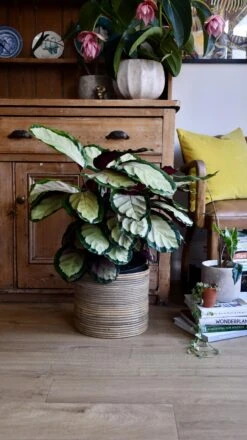 XL Calathea Rosea-picta Silvia