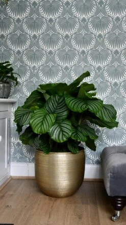 Large Calathea Orbifolia -Verdant Haven Sales Store 98bb8d cd32ad0f37114561964aeceb2f1043cb mv2