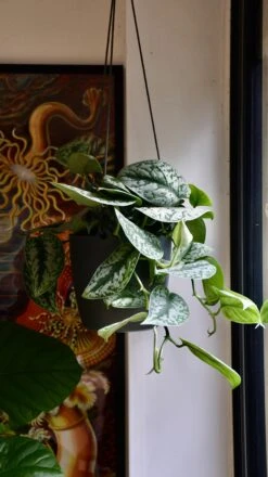 Brussels Hanging Basket 18cm -Verdant Haven Sales Store 98bb8d ce336173d3e449e990933930915fdf3e mv2