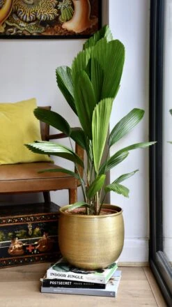 Licuala Grandis Palm -Verdant Haven Sales Store 98bb8d cef70bb0be8b407da05420fa85c9ad43 mv2