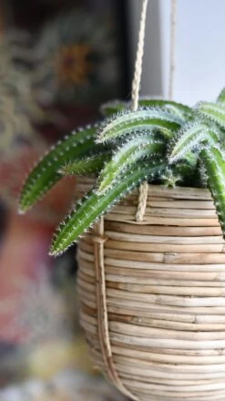 Selenicereus Validus -Verdant Haven Sales Store 98bb8d cfa70a04c4e2414e9f3df54861a3c8c6 mv2