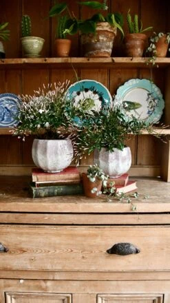 White Jasmine (Jasminum Polyanthium) -Verdant Haven Sales Store 98bb8d cfc44d355f334e6b9a8851988f4fa040 mv2