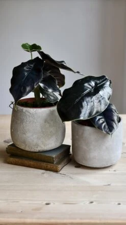 Alocasia Azlanii (Jewel Alocasia 'Red Mambo') -Verdant Haven Sales Store 98bb8d d07cc1c8757648bcaa37dea44b25f29b mv2