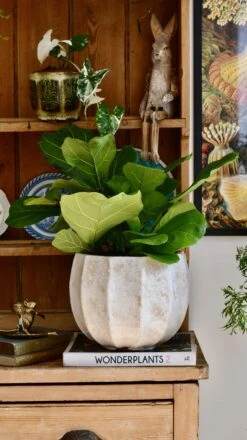 Bonsai Fig Tree ‘Ficus Lyrata' -Verdant Haven Sales Store 98bb8d d084c24b3a644cbea3a9c20839699e9c mv2