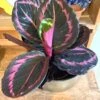 Calathea Roseopicta Purple