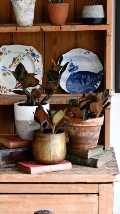 Black Velvet Jewel Orchid *rare* (Ludisia Discolor Black Velvet) 20 Black Velvet Jewel Orchid *rare* (Ludisia Discolor Black Velvet) -Verdant Haven Sales Store 98bb8d d123e6091532461ab23aae437ca39e7b mv2