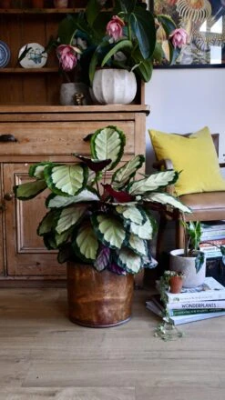 XL Calathea Rosea-picta Silvia -Verdant Haven Sales Store 98bb8d d175b511200c42e9a1f29774689e385f mv2