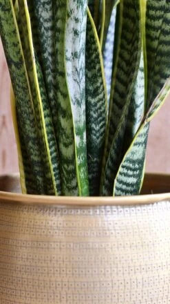 Sansevieria Trifasciata Laurentii & Brass Pot -Verdant Haven Sales Store 98bb8d d31a53a464194583ba9b35e2bdcd9a6c mv2