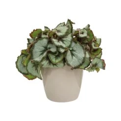 Brussels Round Plant Pot 14cm -Verdant Haven Sales Store 98bb8d d31c685486a345e4ad134756a12f5975 mv2