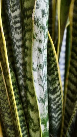 Sansevieria Trifasciata Laurentii & Brass Pot -Verdant Haven Sales Store 98bb8d d375aca1f03a48d2b3a21dfa24340267 mv2