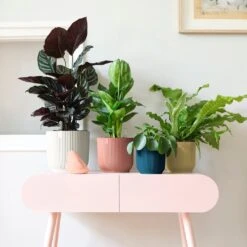 Vibes Fold Round 14cm -Verdant Haven Sales Store 98bb8d d52945f27ee046dfb8760213e002576a mv2 c0ee46d0 f8df 4cea a395 bfaf783ec1b9