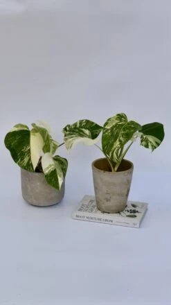 Variegated Monstera - Lots Of White Variegation 12cm X 40cm 17 Variegated Monstera - Lots Of White Variegation 12cm X 40cm -Verdant Haven Sales Store 98bb8d d5876e1173ef464d8b43824fd3c625d2 mv2