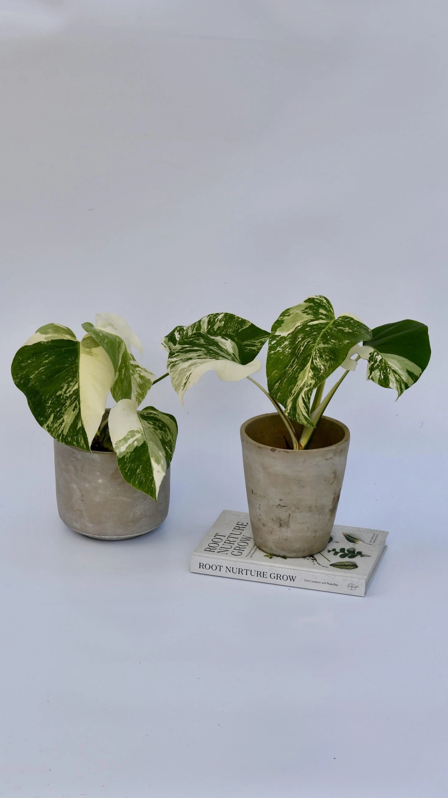 Variegated Monstera - Lots Of White Variegation 12cm X 40cm 9 Variegated Monstera - Lots Of White Variegation 12cm X 40cm - Image 9
