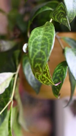 Aeschynanthus Marmoratus (Zebra Basket Vine) -Verdant Haven Sales Store 98bb8d d597b0800f374fe592c5568bb41c9941 mv2